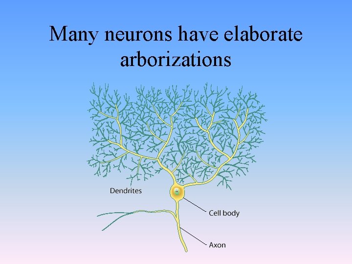 Many neurons have elaborate arborizations 