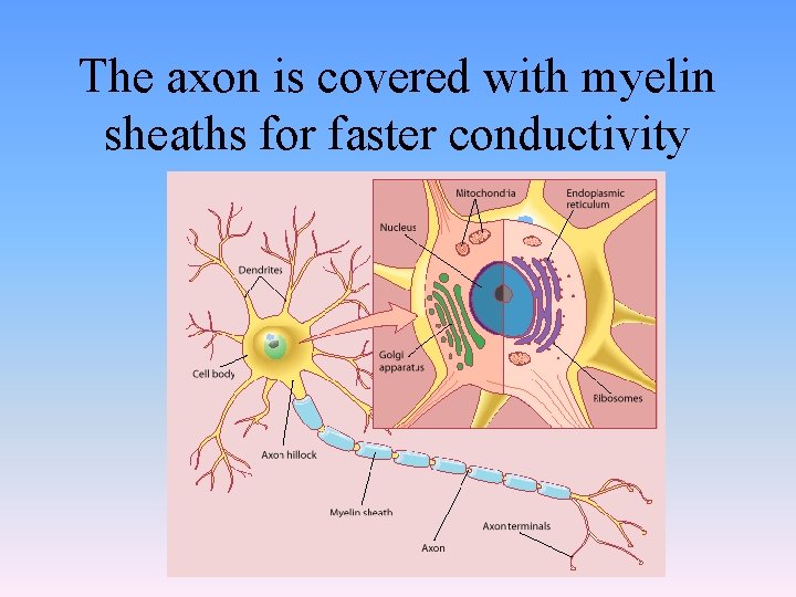 The axon is covered with myelin sheaths for faster conductivity 