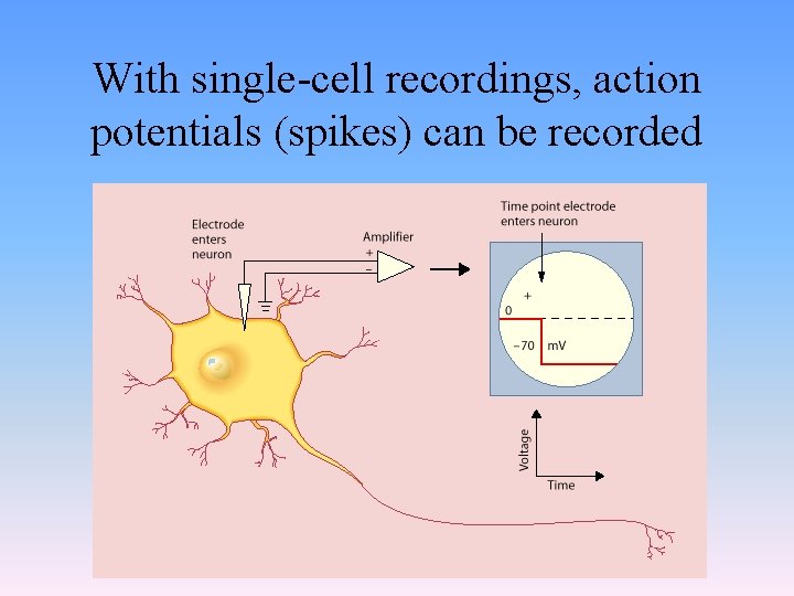 With single-cell recordings, action potentials (spikes) can be recorded 