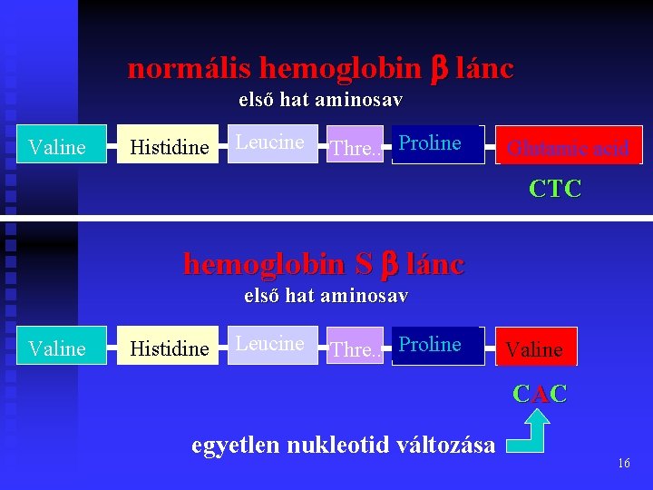 normális hemoglobin b lánc első hat aminosav Valine Histidine Leucine Thre. . Proline Glutamic