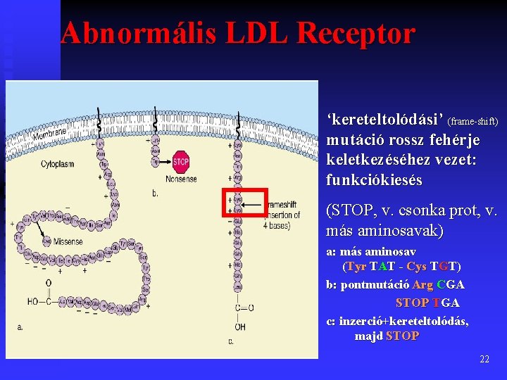Abnormális LDL Receptor ‘kereteltolódási’ (frame-shift) mutáció rossz fehérje keletkezéséhez vezet: funkciókiesés (STOP, v. csonka