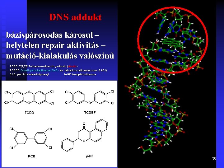 DNS addukt bázispárosodás károsul – helytelen repair aktivitás – mutáció-kialakulás valószínű TCDD: 2, 3,