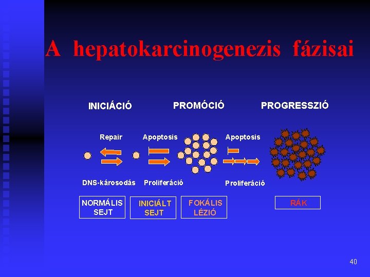 A hepatokarcinogenezis fázisai PROMÓCIÓ INICIÁCIÓ Repair DNS-károsodás NORMÁLIS SEJT PROGRESSZIÓ Apoptosis Proliferáció INICIÁLT SEJT