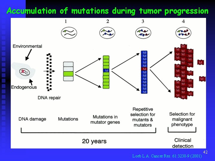 Accumulation of mutations during tumor progression Loeb L. A. Cancer Res. 61: 3230 -9