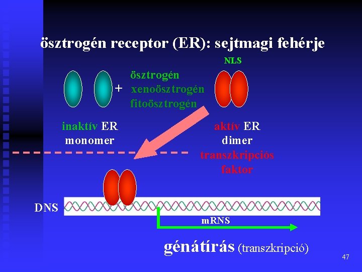 ösztrogén receptor (ER): sejtmagi fehérje NLS ösztrogén + xenoösztrogén fitoösztrogén inaktív ER monomer aktív