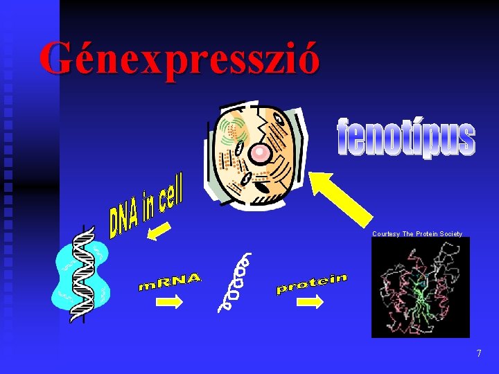 Génexpresszió Courtesy The Protein Society 7 