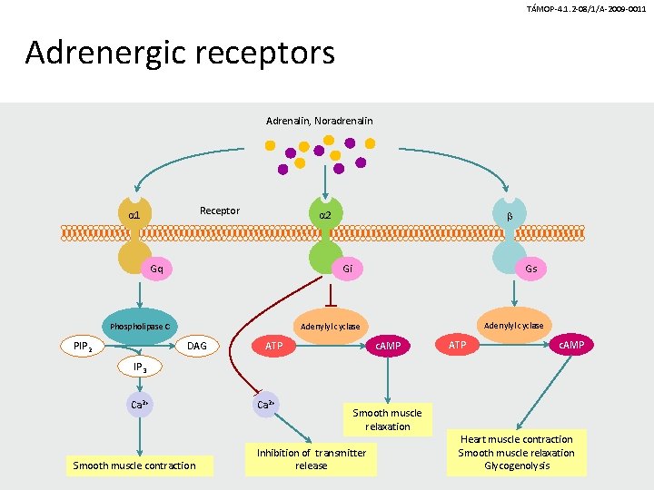 TÁMOP-4. 1. 2 -08/1/A-2009 -0011 Adrenergic receptors Adrenalin, Noradrenalin Receptor 1 2 Gq Gi