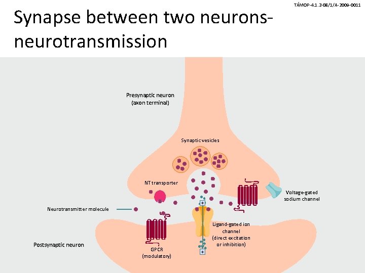 Synapse between two neuronsneurotransmission TÁMOP-4. 1. 2 -08/1/A-2009 -0011 Presynaptic neuron (axon terminal) Synaptic