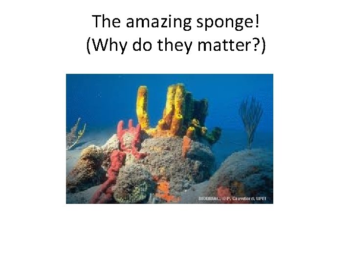 The amazing sponge! (Why do they matter? ) 