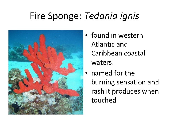 Fire Sponge: Tedania ignis • found in western Atlantic and Caribbean coastal waters. •