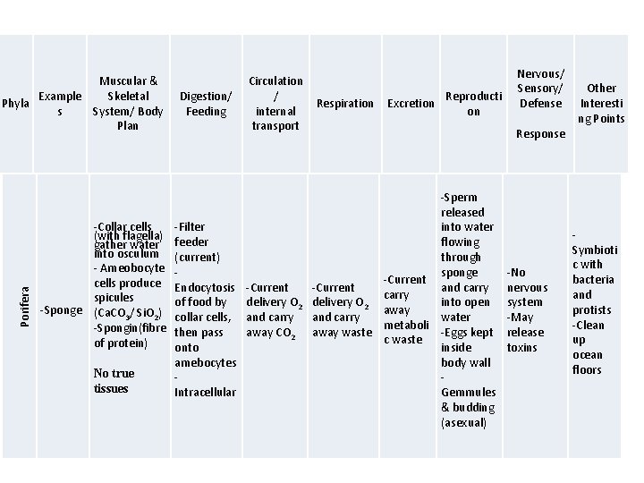 Porifera Muscular & Example Skeletal Phyla s System/ Body Plan -Collar cells (with flagella)