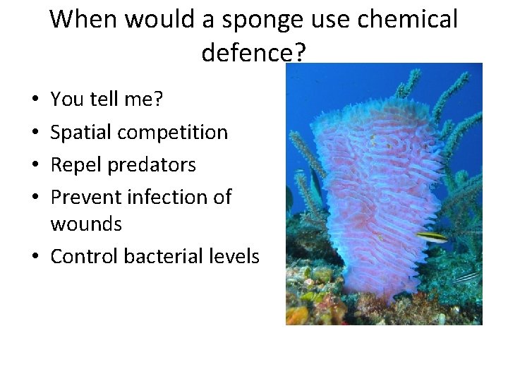 When would a sponge use chemical defence? You tell me? Spatial competition Repel predators