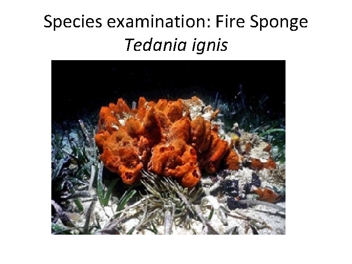 Species examination: Fire Sponge Tedania ignis 