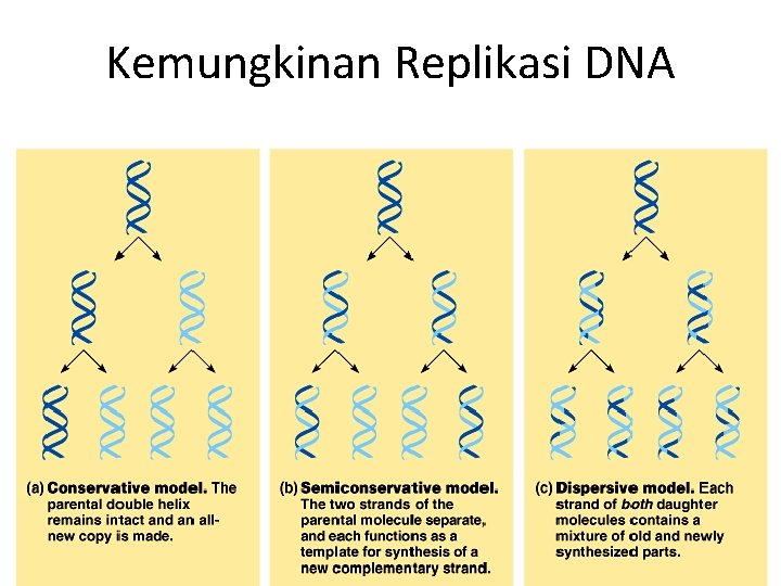 Kemungkinan Replikasi DNA 11 