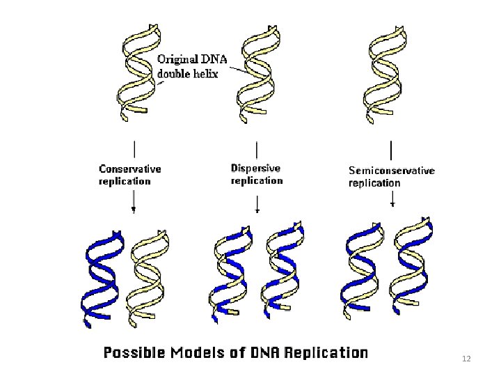 Kemungkinan Replikasi DNA 12 