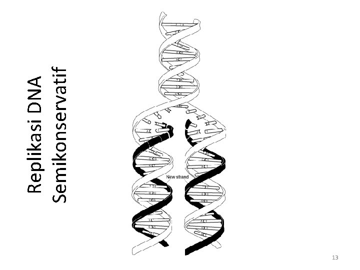 13 Replikasi DNA Semikonservatif 