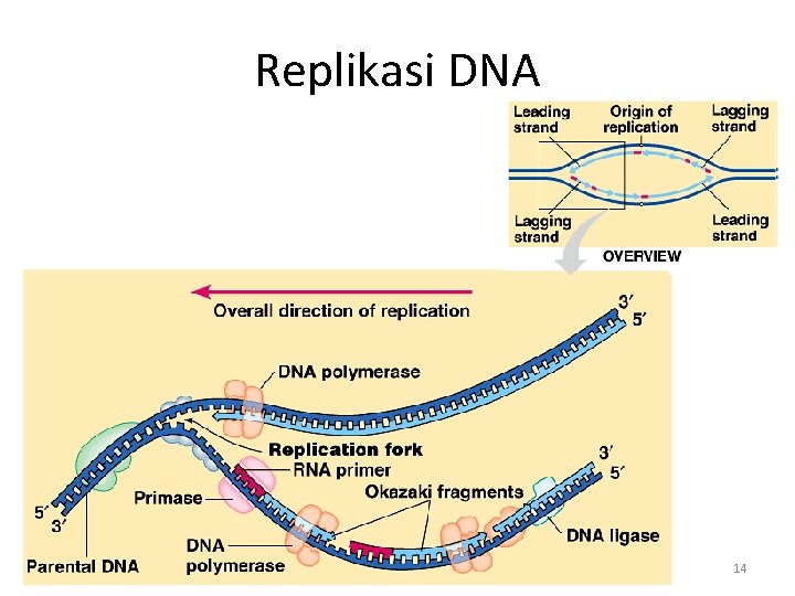 Replikasi DNA 14 