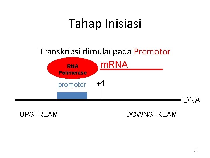 Tahap Inisiasi Transkripsi dimulai pada Promotor m. RNA Polimerase promotor +1 DNA UPSTREAM DOWNSTREAM