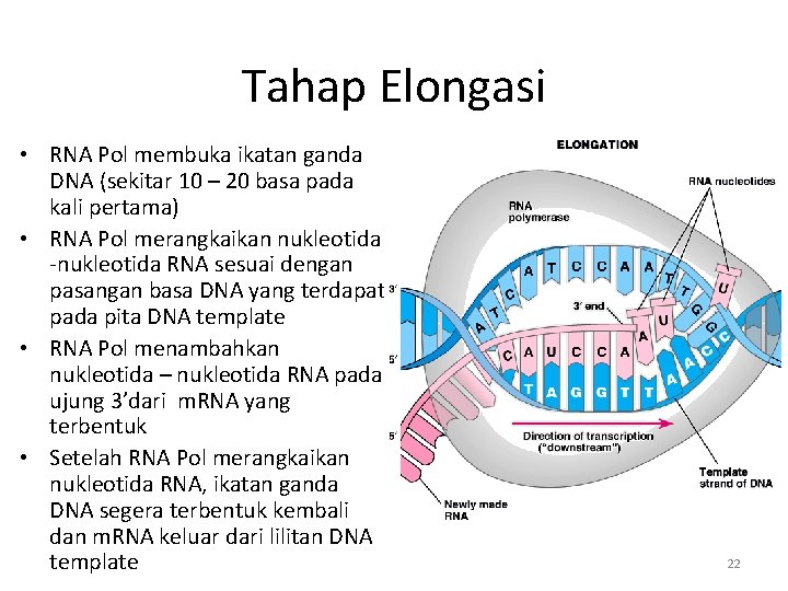 Tahap Elongasi • RNA Pol membuka ikatan ganda DNA (sekitar 10 – 20 basa