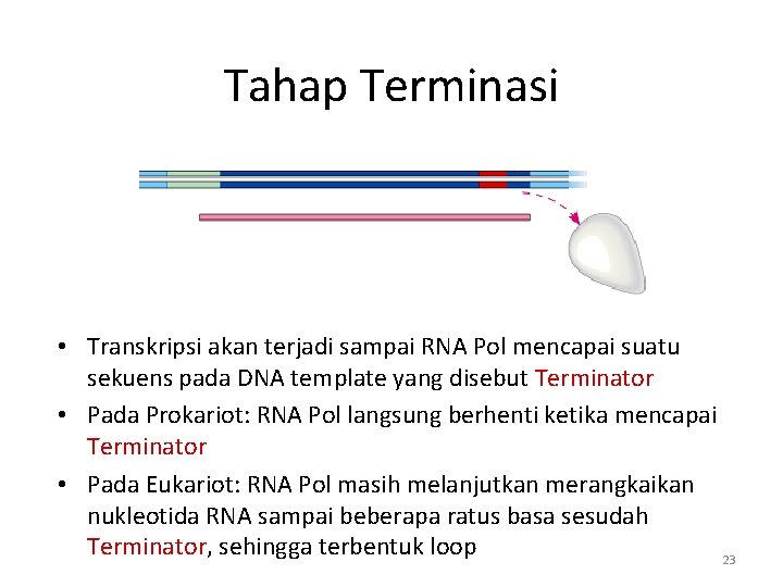 Tahap Terminasi • Transkripsi akan terjadi sampai RNA Pol mencapai suatu sekuens pada DNA