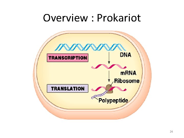 Overview : Prokariot 24 