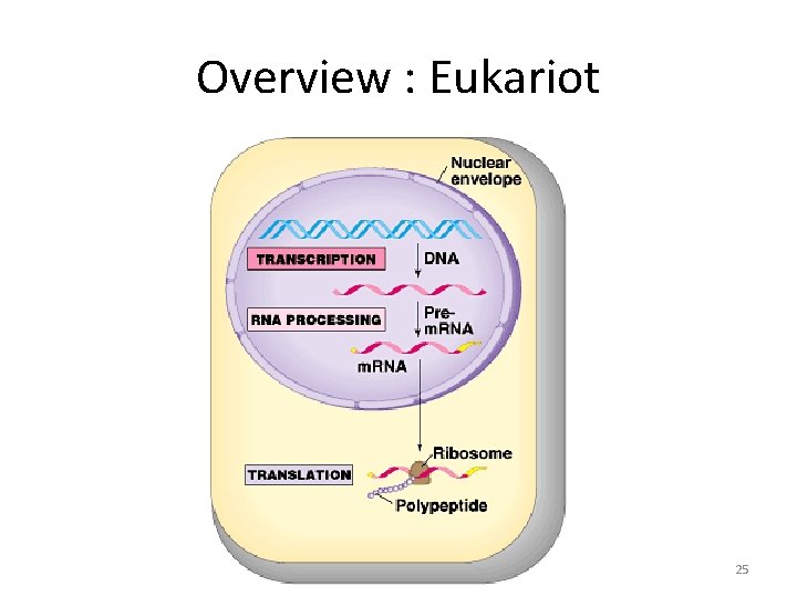 Overview : Eukariot 25 