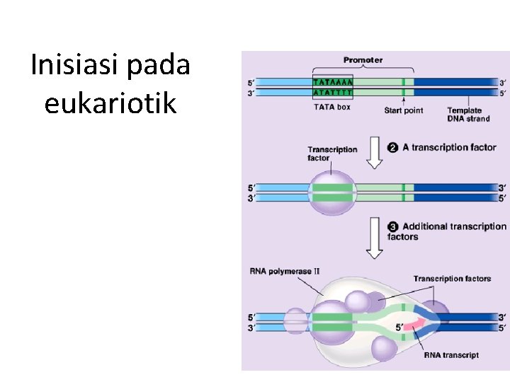 Inisiasi pada eukariotik 26 