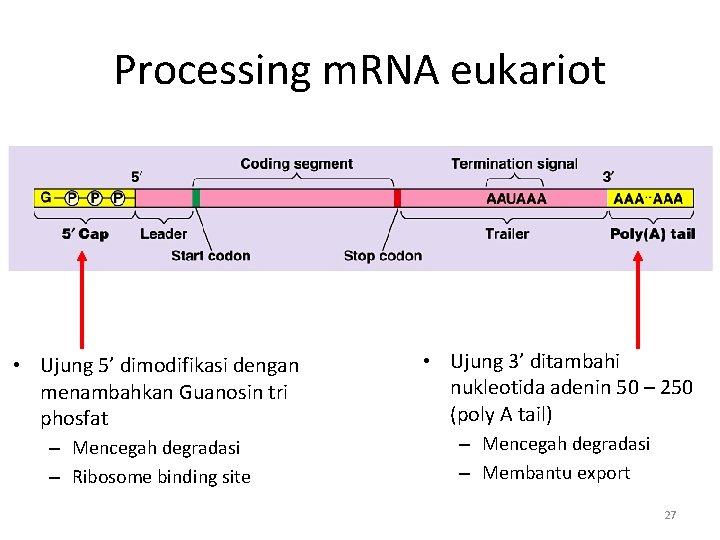 Processing m. RNA eukariot • Ujung 5’ dimodifikasi dengan menambahkan Guanosin tri phosfat •