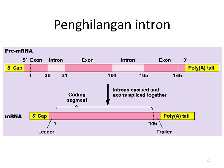 Penghilangan intron 28 