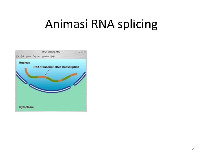 Animasi RNA splicing 29 