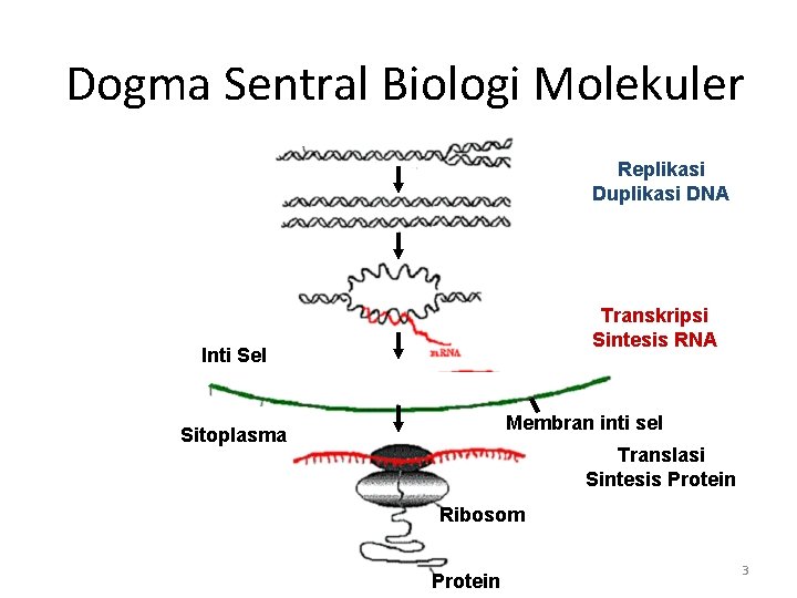 Dogma Sentral Biologi Molekuler Replikasi Duplikasi DNA Transkripsi Sintesis RNA Inti Sel Membran inti