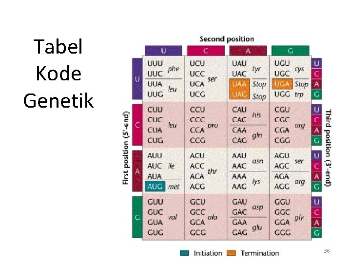 Tabel Kode Genetik 36 