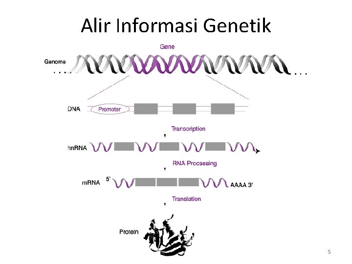 Alir Informasi Genetik 5 