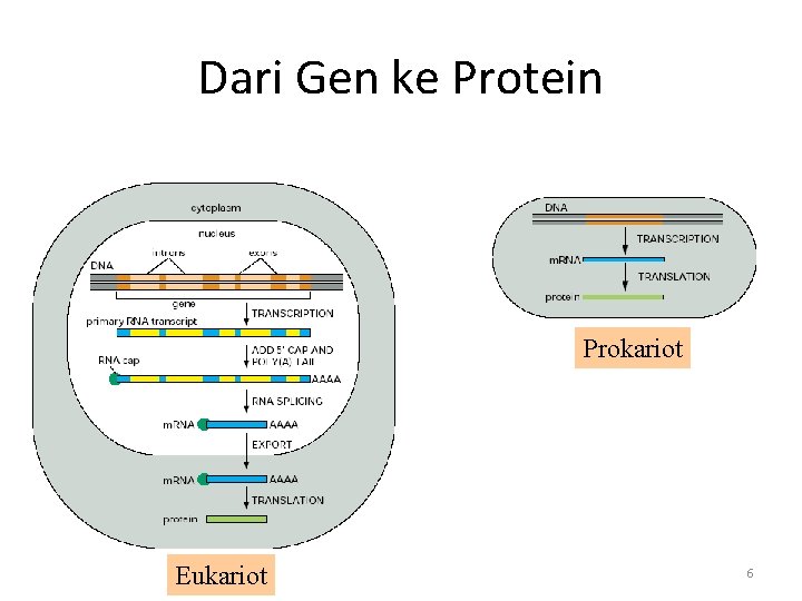Dari Gen ke Protein Prokariot Eukariot 6 