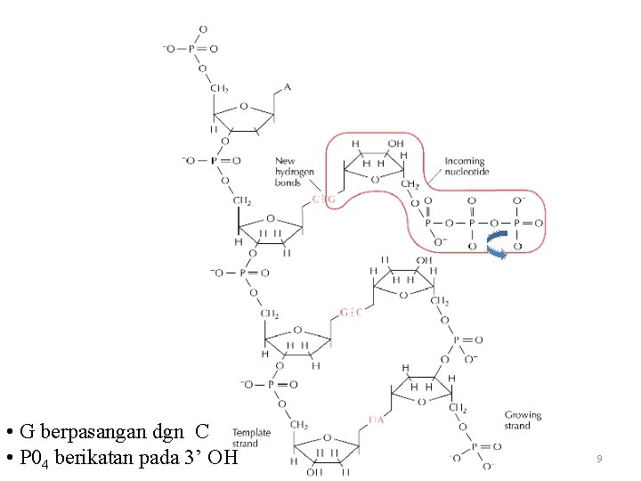 Replikasi DNA: datangnya nukleotida • G berpasangan dgn C • P 04 berikatan pada