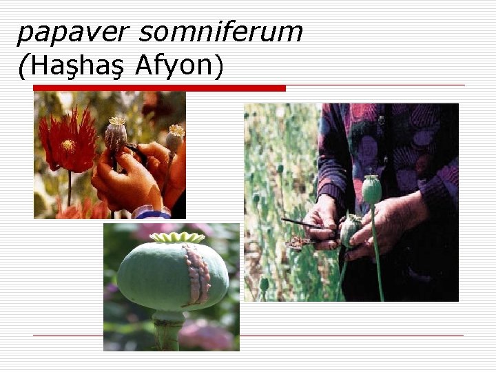 papaver somniferum (Haşhaş Afyon) 