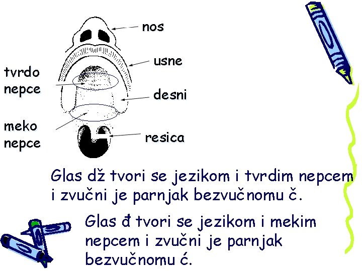 nos tvrdo nepce meko nepce usne desni resica Glas dž tvori se jezikom i