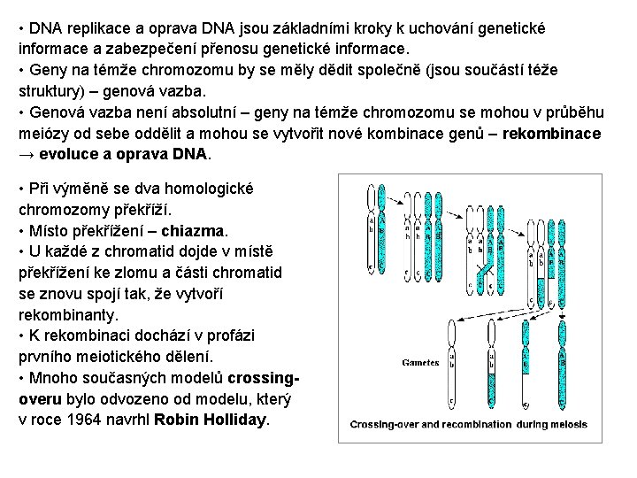  • DNA replikace a oprava DNA jsou základními kroky k uchování genetické informace