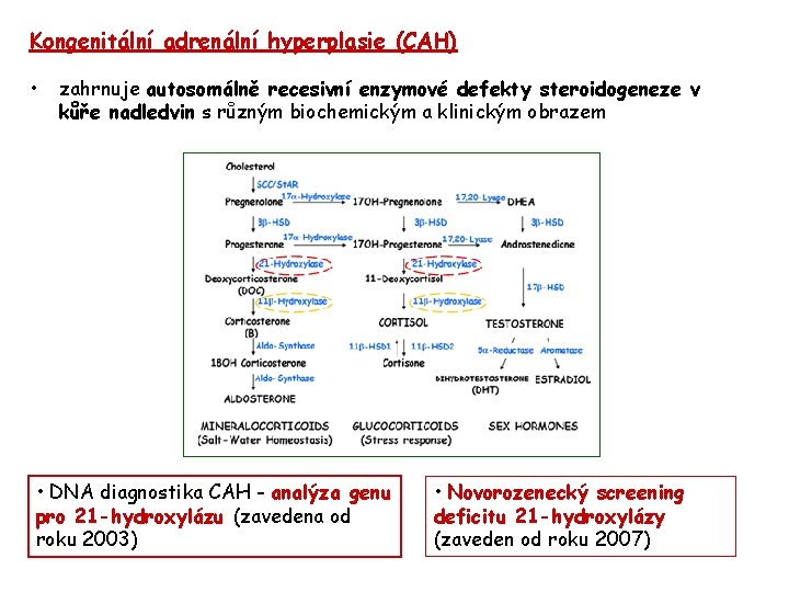 Kongenitální adrenální hyperplasie (CAH) • zahrnuje autosomálně recesivní enzymové defekty steroidogeneze v kůře nadledvin
