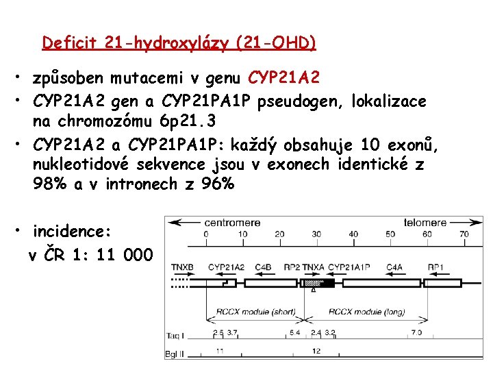 Deficit 21 -hydroxylázy (21 -OHD) • způsoben mutacemi v genu CYP 21 A 2