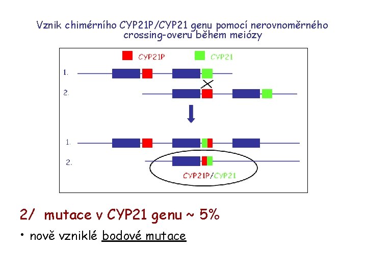 Vznik chimérního CYP 21 P/CYP 21 genu pomocí nerovnoměrného crossing-overu během meiózy 2/ mutace