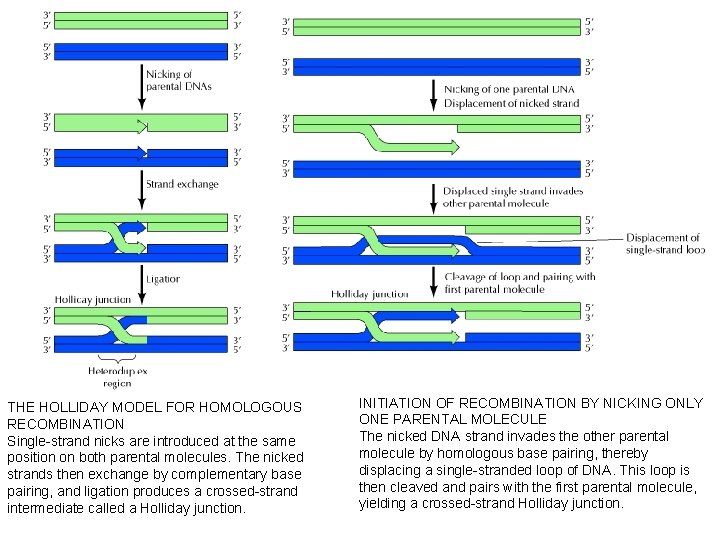 THE HOLLIDAY MODEL FOR HOMOLOGOUS RECOMBINATION Single-strand nicks are introduced at the same position