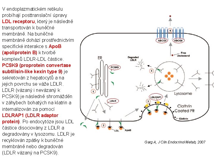 V endoplazmatickém retikulu probíhají posttranslační úpravy LDL receptoru, který je následně transportován k buněčné