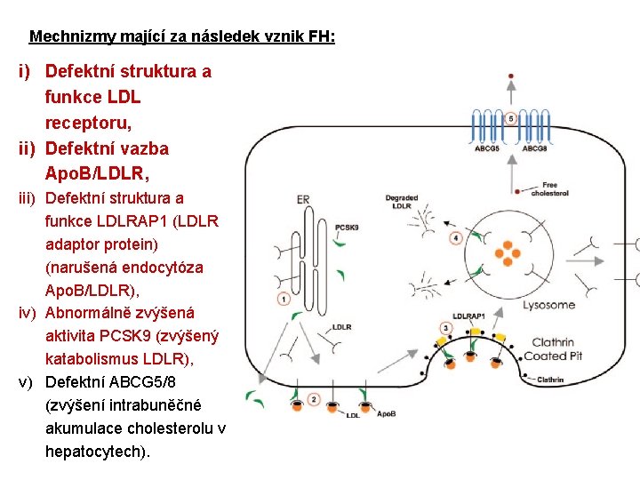 Mechnizmy mající za následek vznik FH: i) Defektní struktura a funkce LDL receptoru, ii)