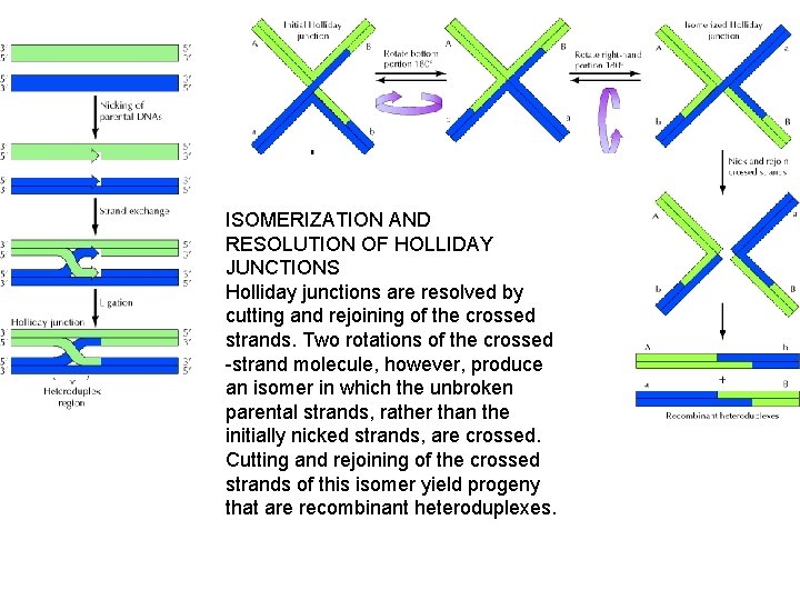 ISOMERIZATION AND RESOLUTION OF HOLLIDAY JUNCTIONS Holliday junctions are resolved by cutting and rejoining