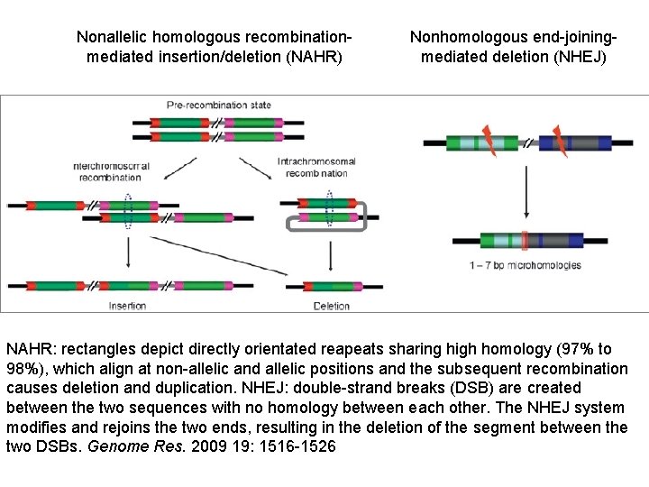 Nonallelic homologous recombinationmediated insertion/deletion (NAHR) Nonhomologous end-joiningmediated deletion (NHEJ) NAHR: rectangles depict directly orientated