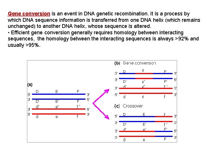 Gene conversion is an event in DNA genetic recombination. It is a process by