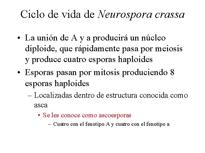 Ciclo de vida de Neurospora crassa • La unión de A y a producirá