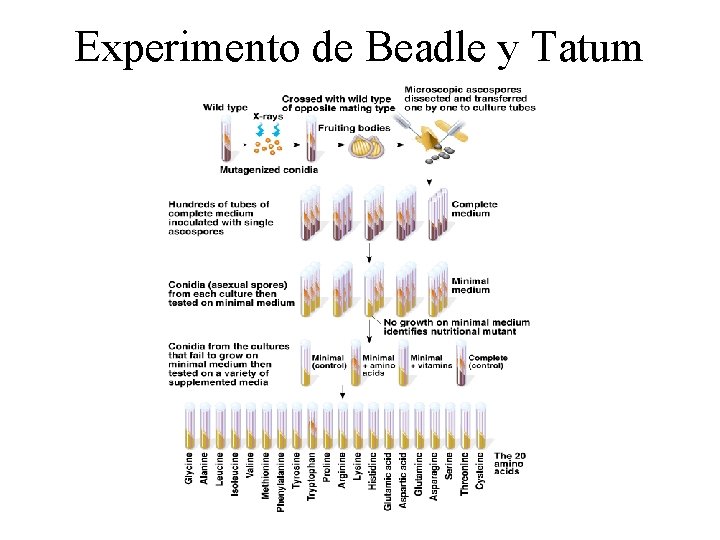 Experimento de Beadle y Tatum 
