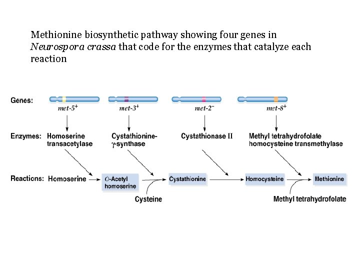 Methionine biosynthetic pathway showing four genes in Neurospora crassa that code for the enzymes